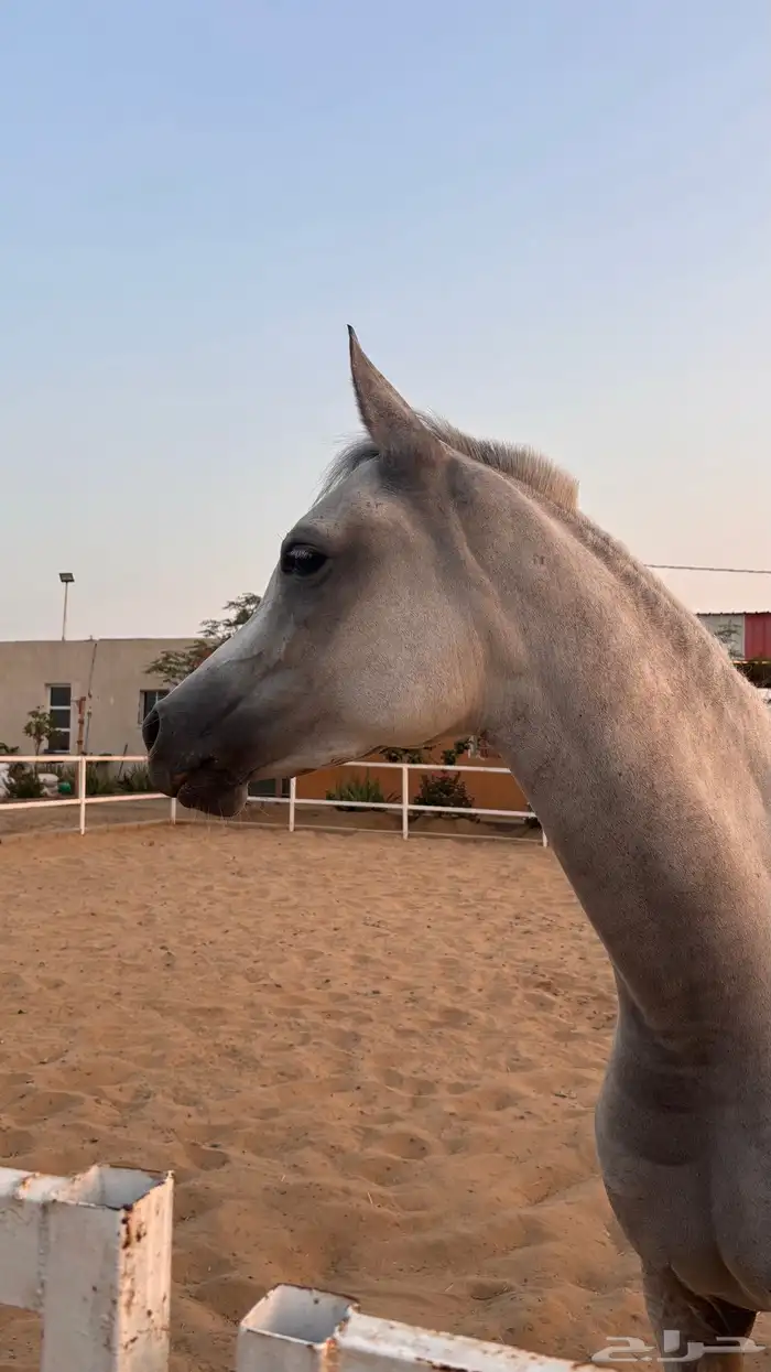 رحلات بريه خيل 0