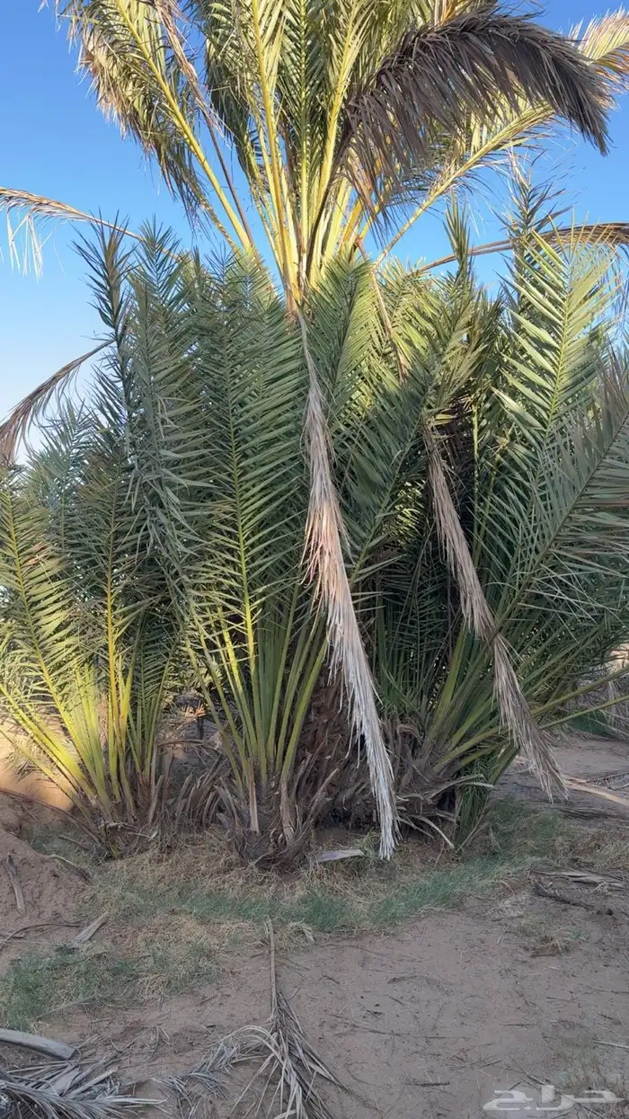 جثايث نخل صفري 4