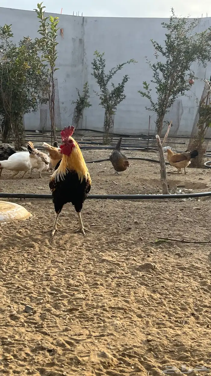 ديك بلدي 0