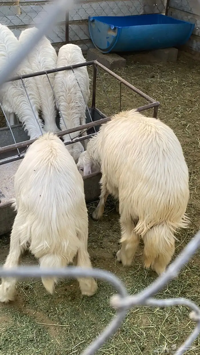 رخال صفر 2
