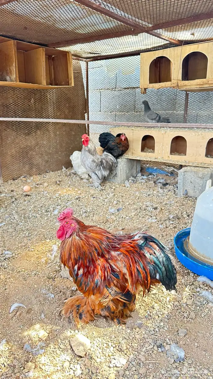 دجاج كوشن ديكين ودجاجتين 0