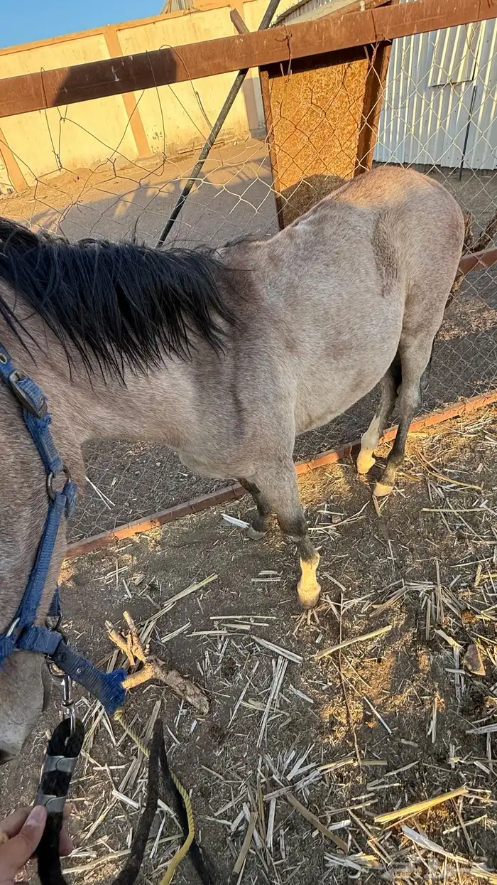 فرس عمرها 4 كفو للبيع عليها مهر ولقاح 5