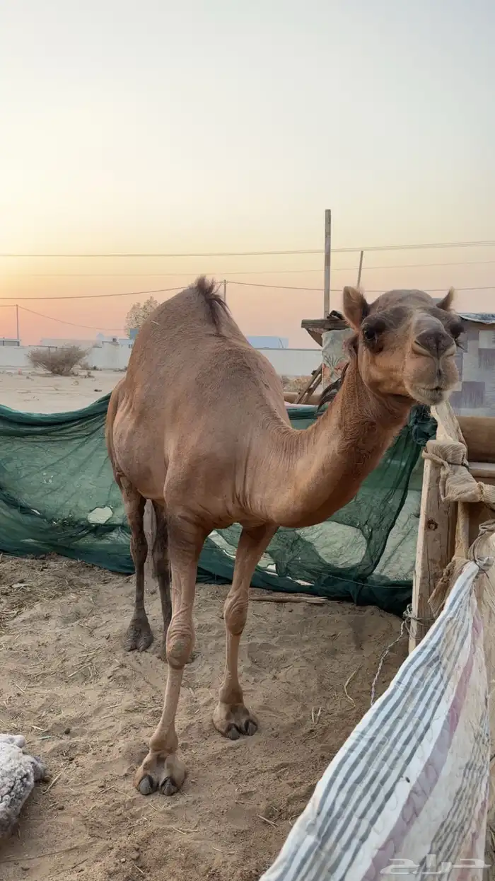 ناقه ساحليه بولدها 0