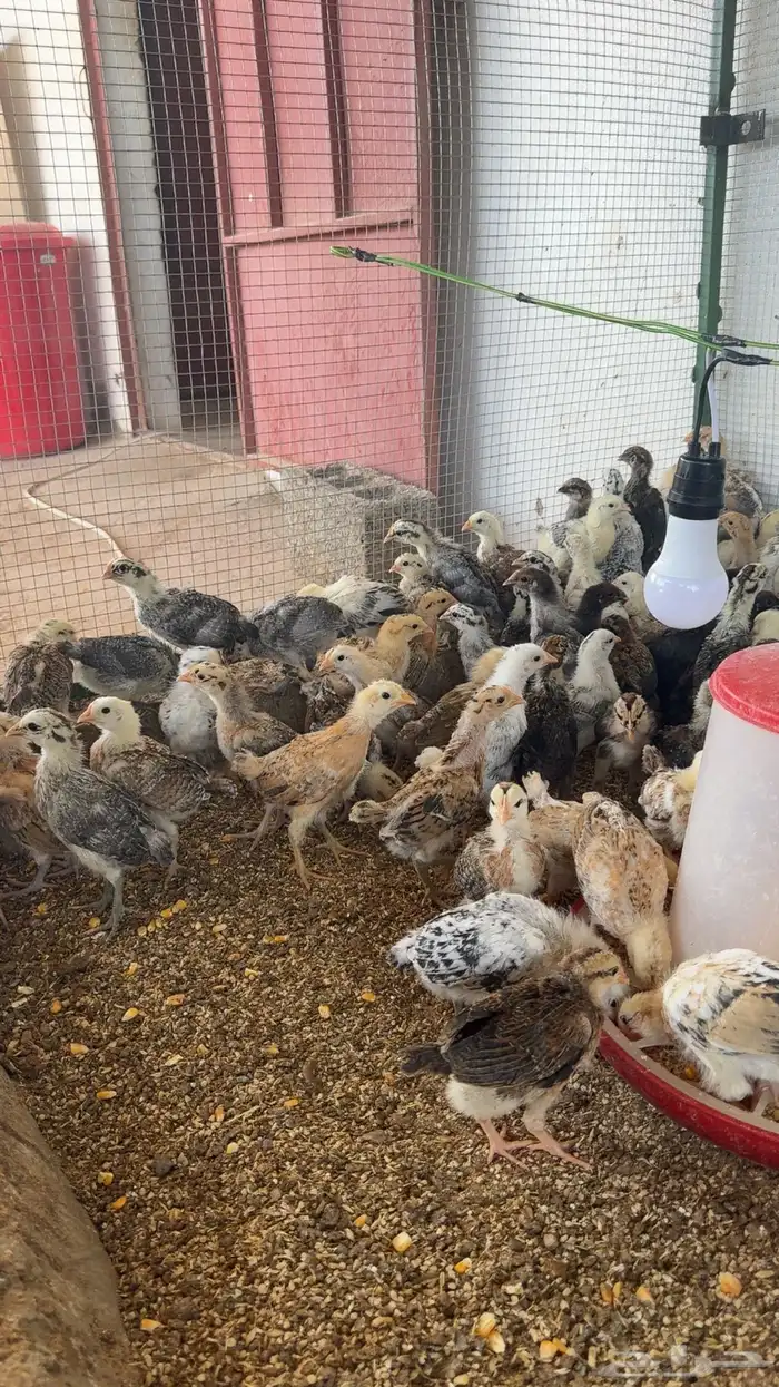 صوص دجاج العمر سبوعين 1