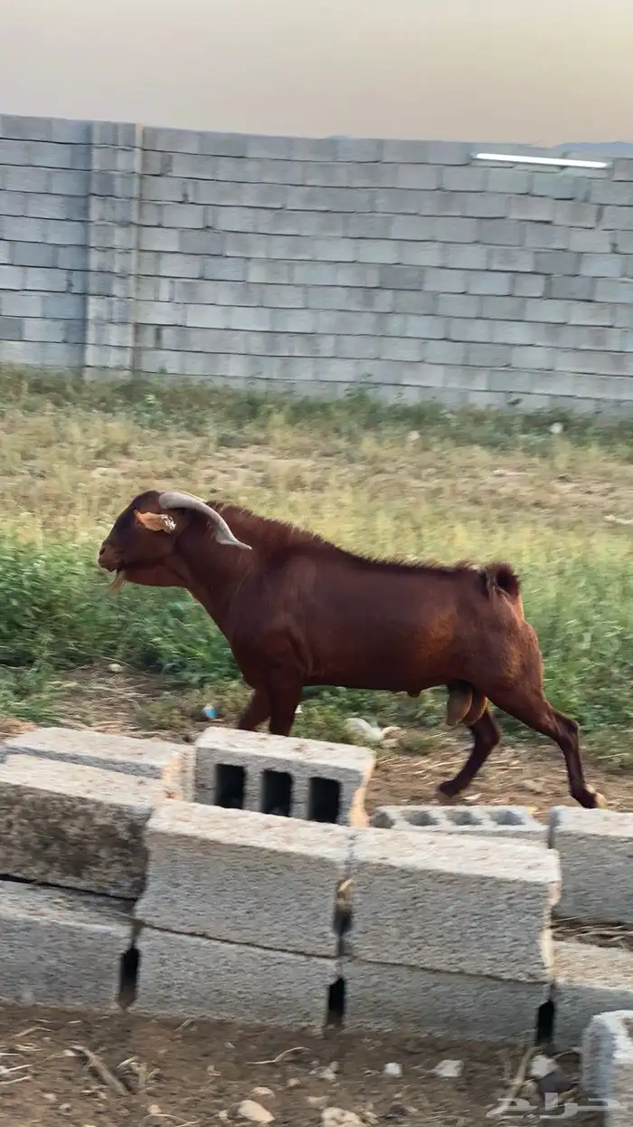 فحل ادهم محايلي فاخر 2