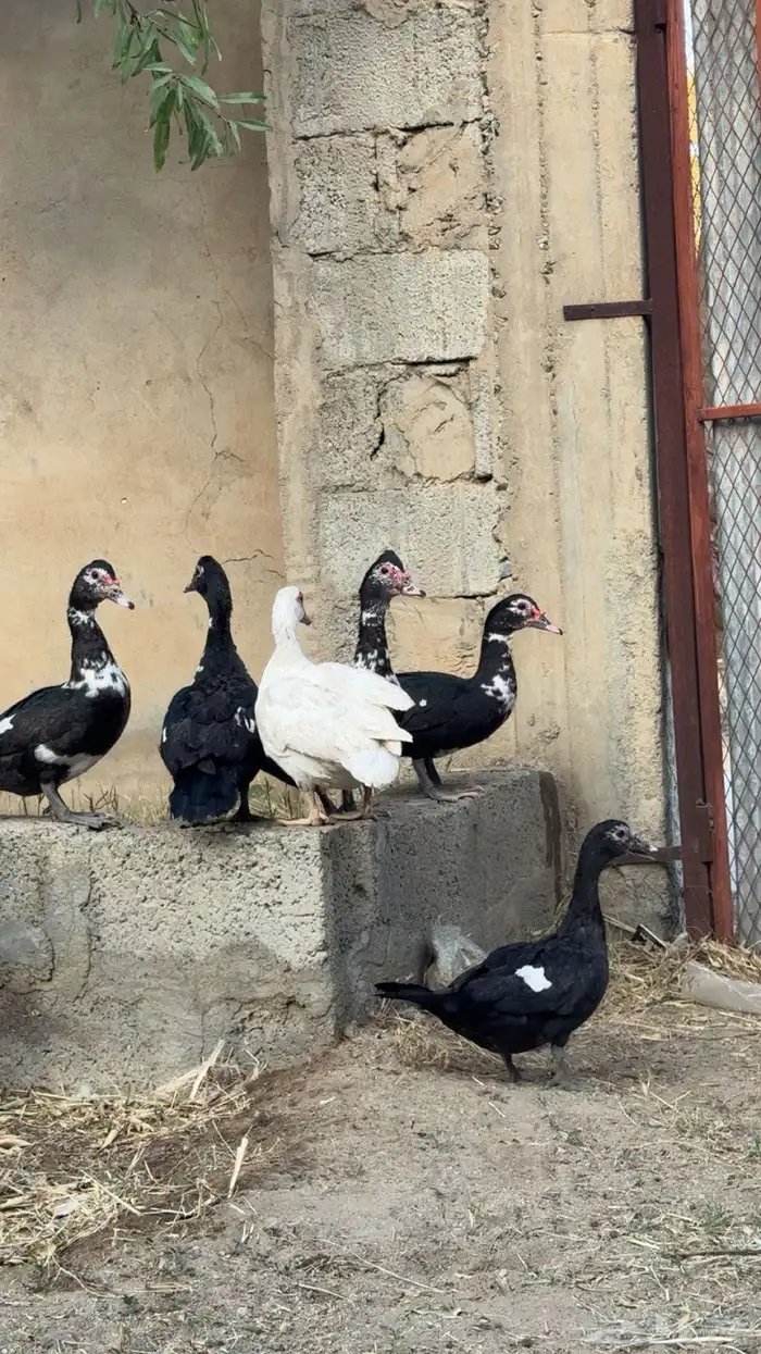 بط منتج وحضان 2