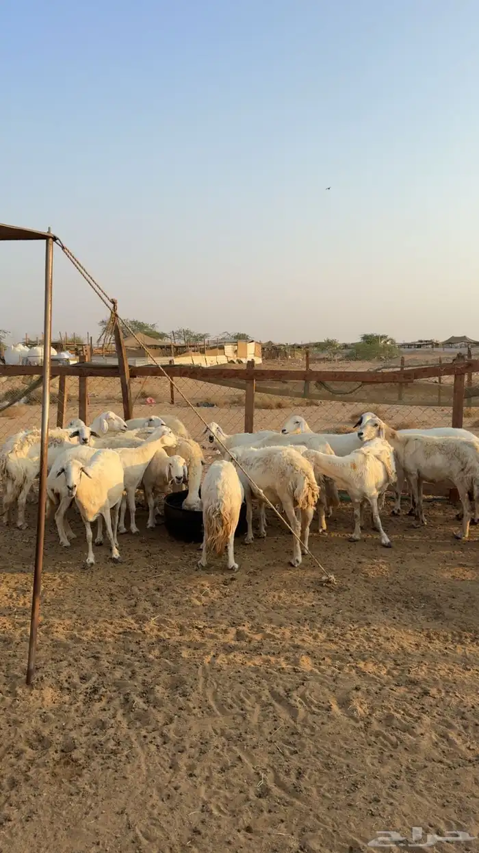 ضان خلفات 3