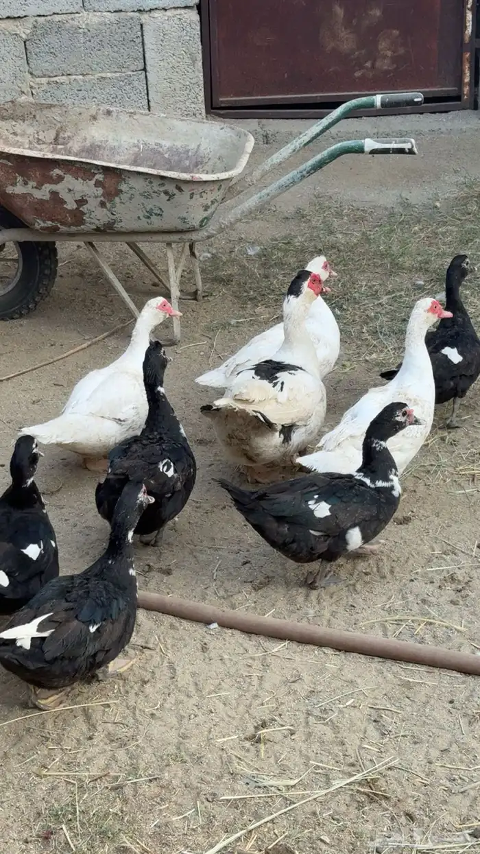 بط منتج وحضان 0