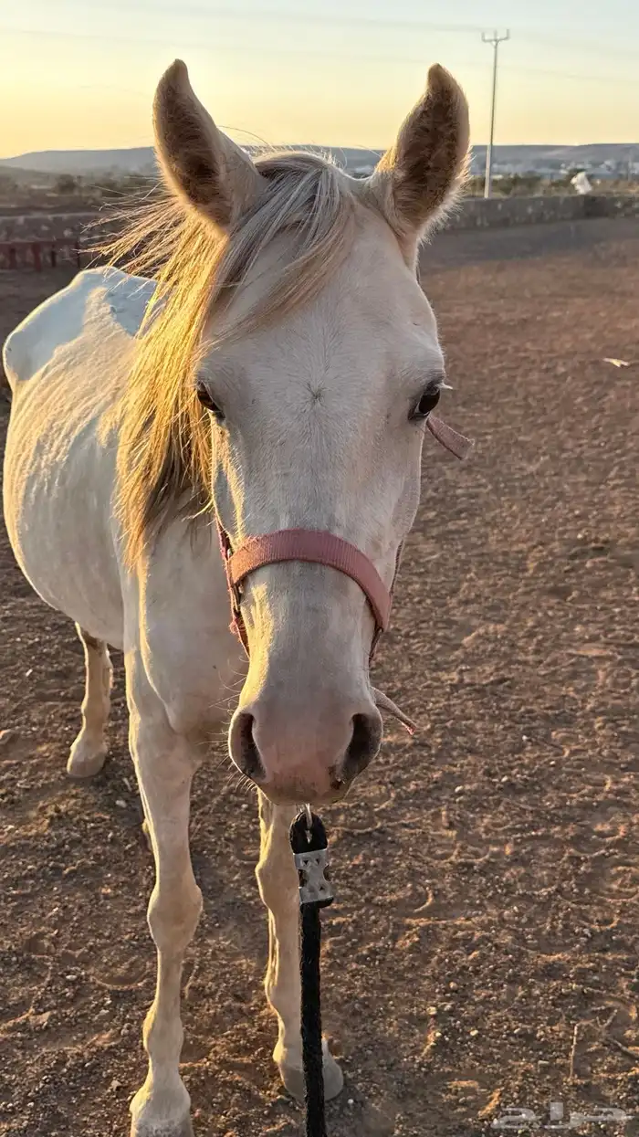 فرس عمرها 4 كفو للبيع عليها مهر ولقاح 14