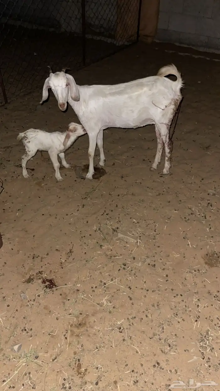 عند والد تحتها صخل ذكر برصا السن اول ولده لها 0