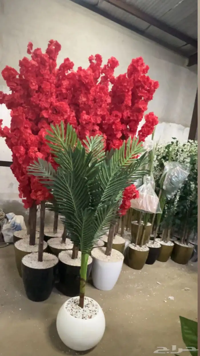 أشجار جملة 2