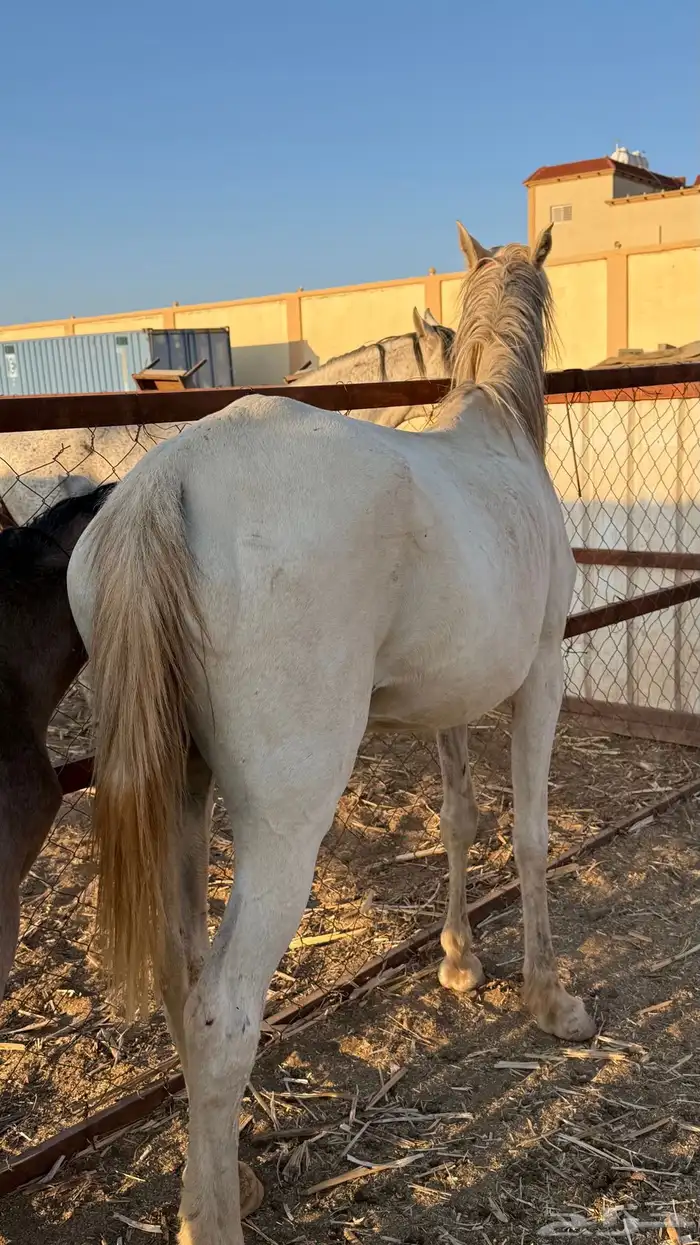 فرس عمرها 4 كفو للبيع عليها مهر ولقاح 1