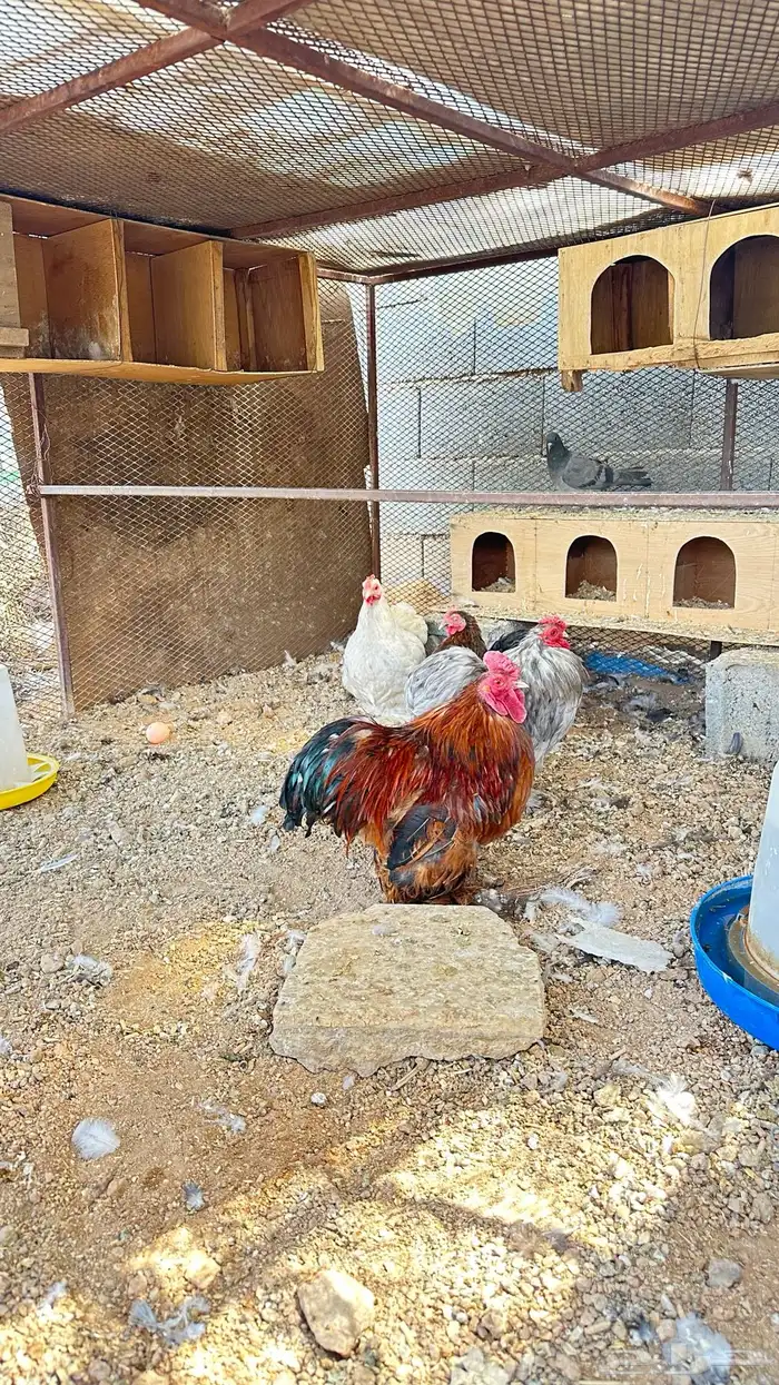 دجاج كوشن ديكين ودجاجتين 2