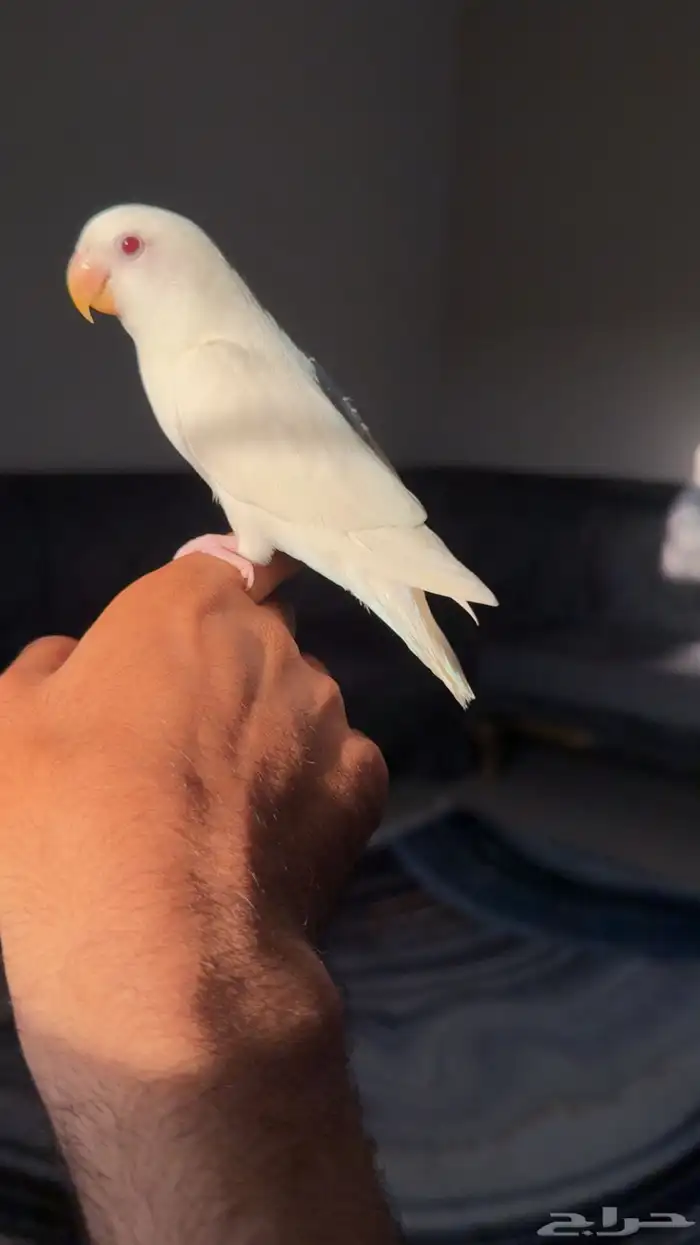 روز اليف 0