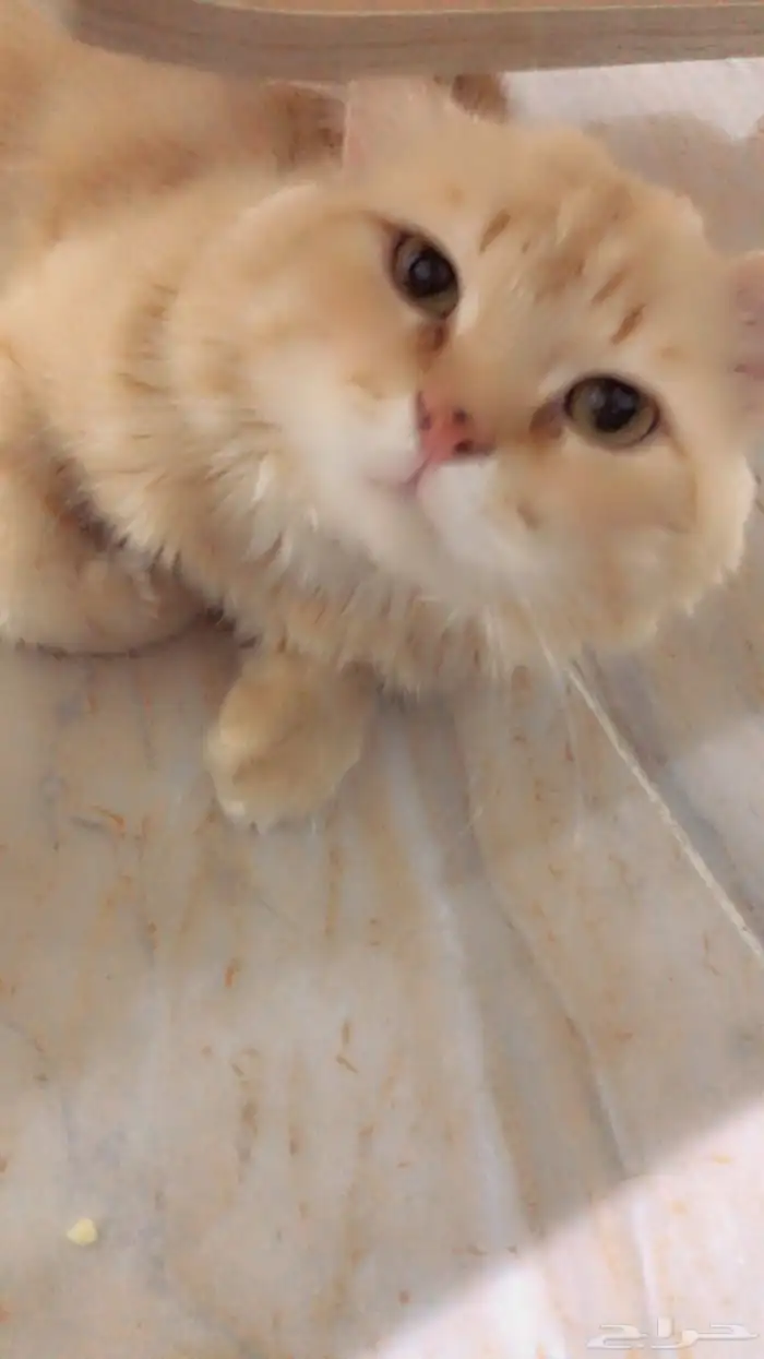 قط مفقود حي ظهرة لبن 3