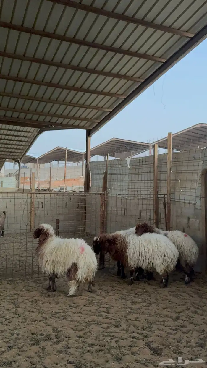 رخال نعيم جبره 2