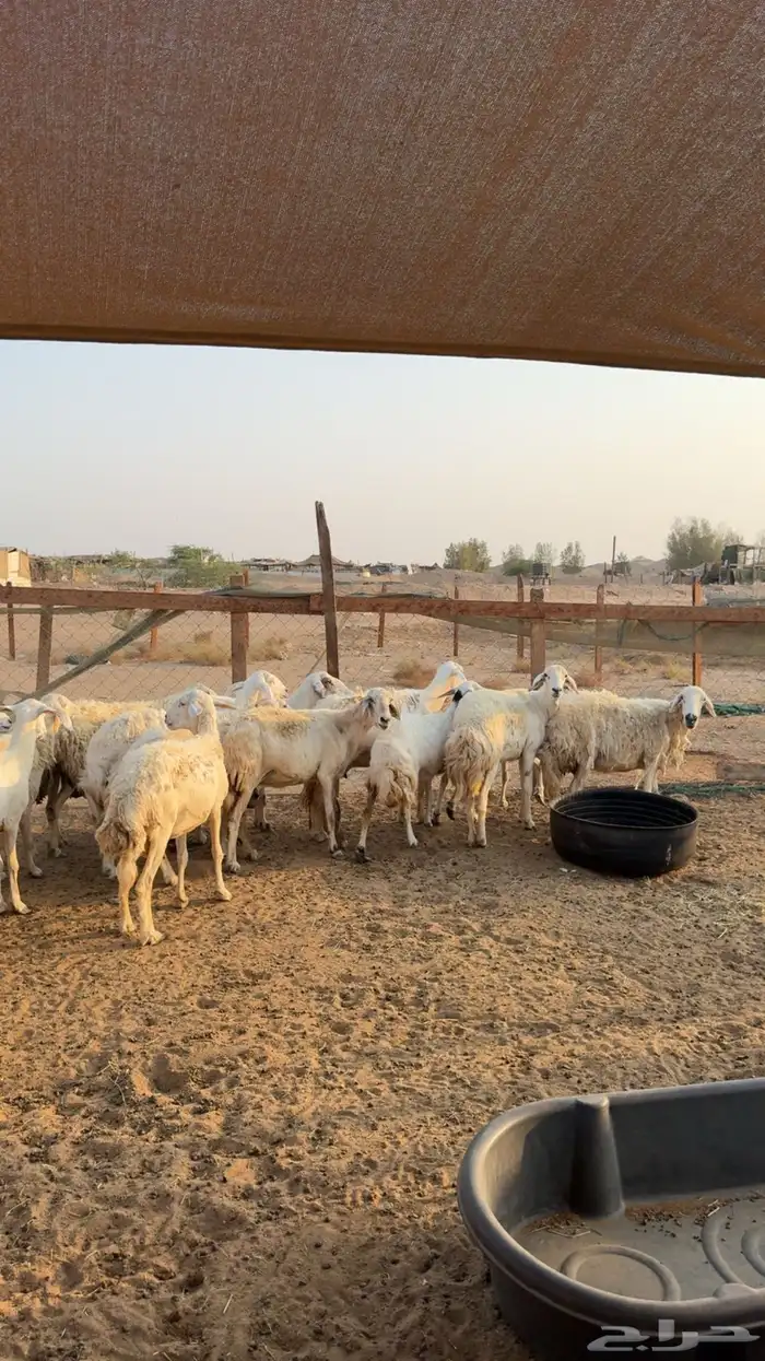 ضان خلفات 1