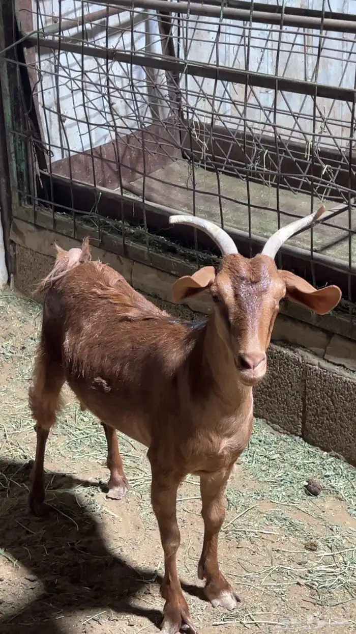 معزا 0