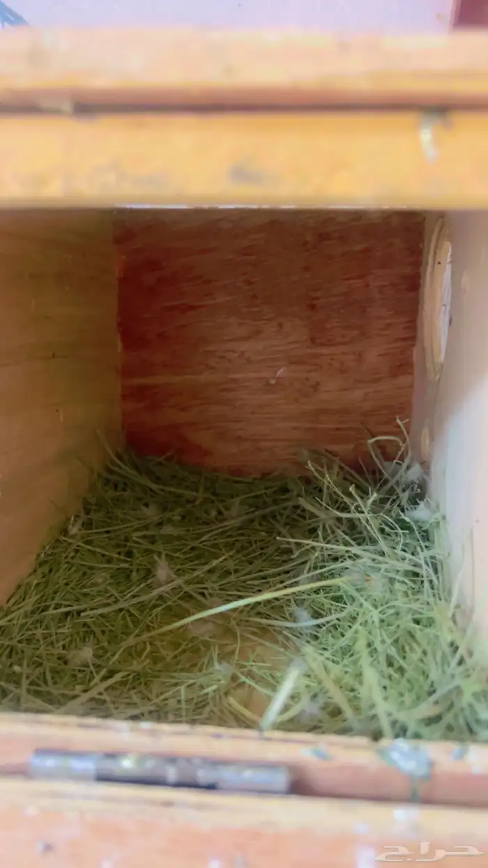 جوز روز وانثى وفرده انثى روز 1