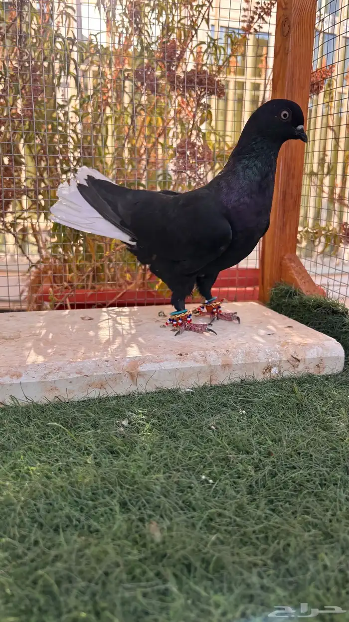حمام شامي 6
