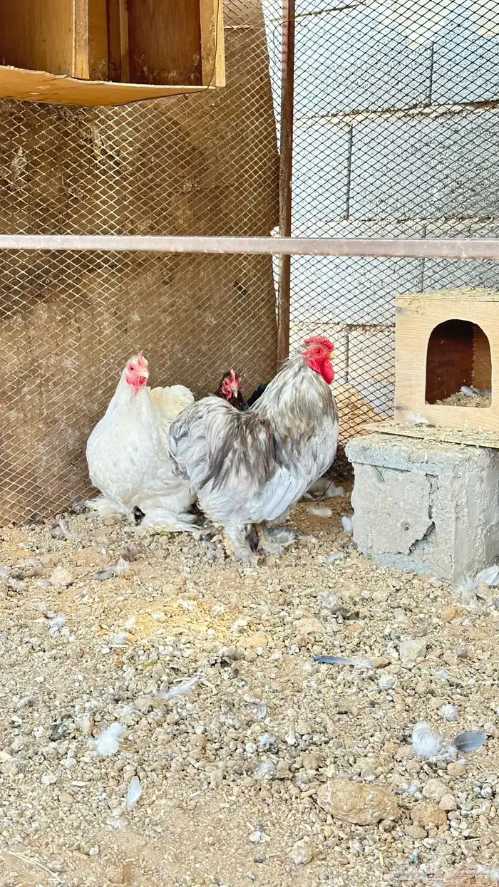 دجاج كوشن ديكين ودجاجتين 9