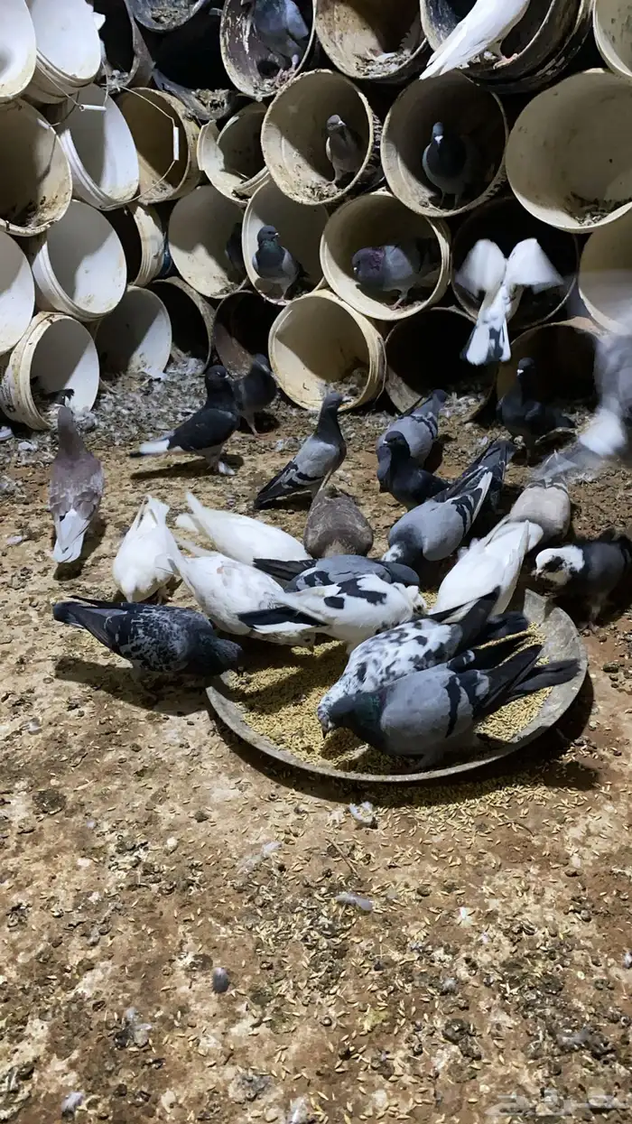 عشة حمام مشكل بهن زاجل وهندي وفرنسي وسلفر منتجه شرط 0
