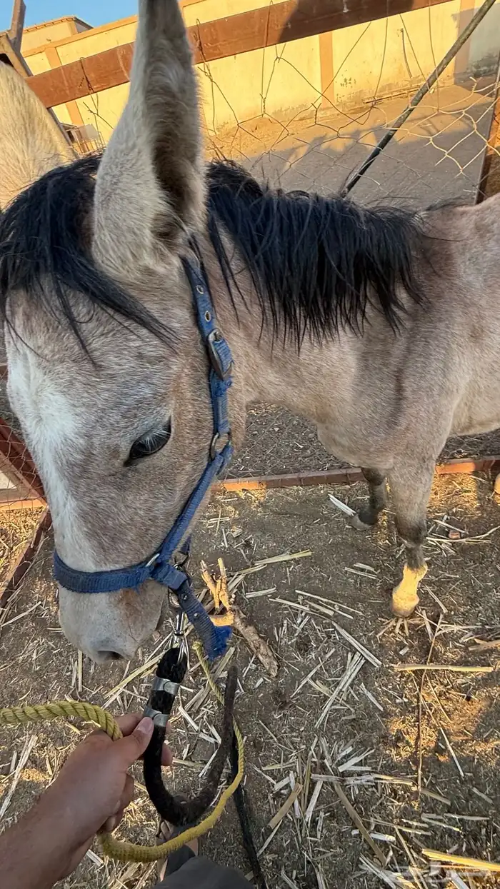 فرس عمرها 4 كفو للبيع عليها مهر ولقاح 7