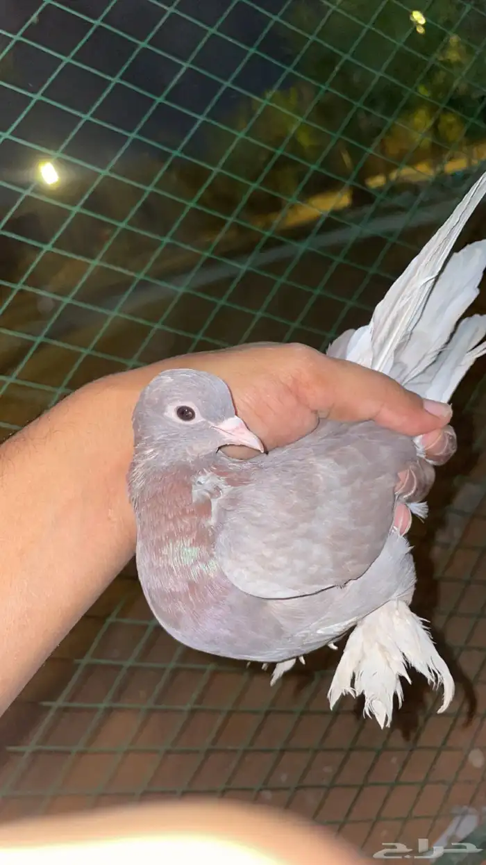 حمام صنعاوي مستويات جميله 0