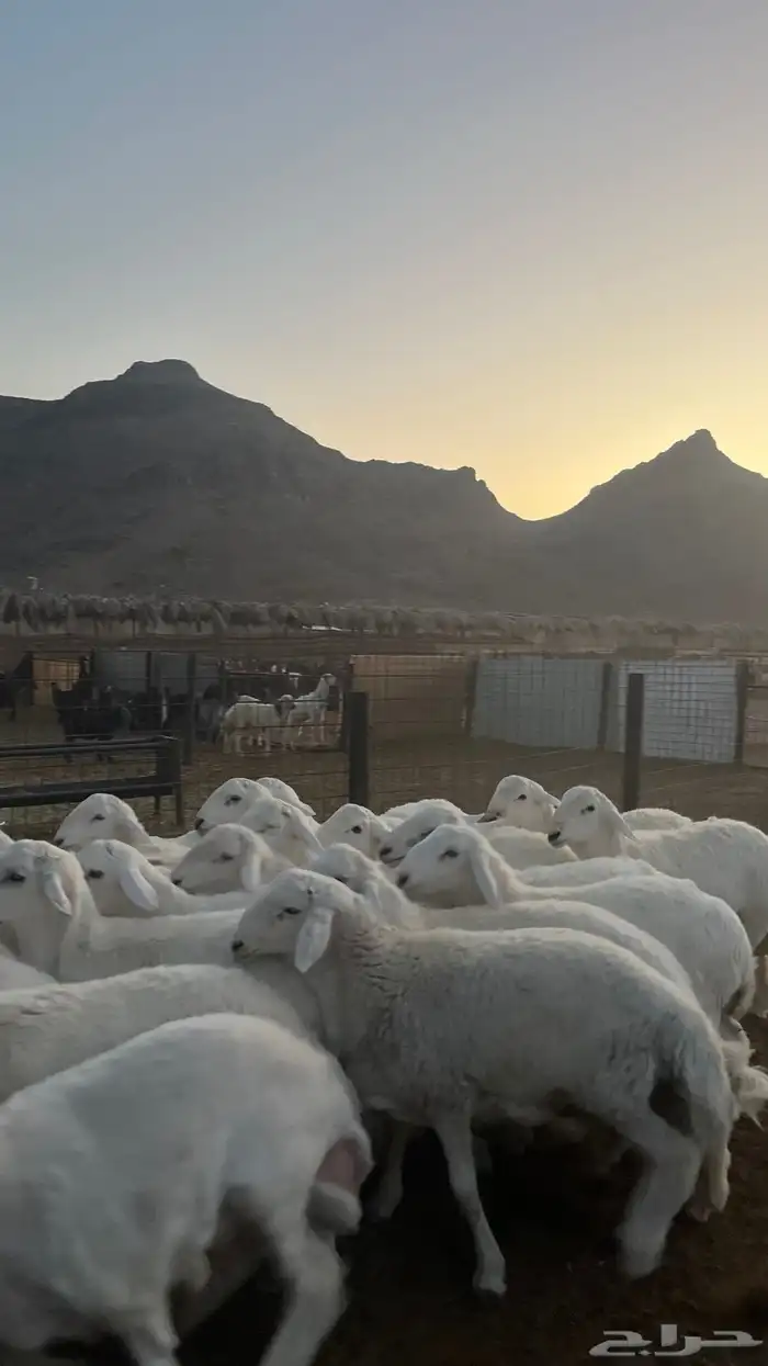 طليان حري ذبايح نظاف شرط 0