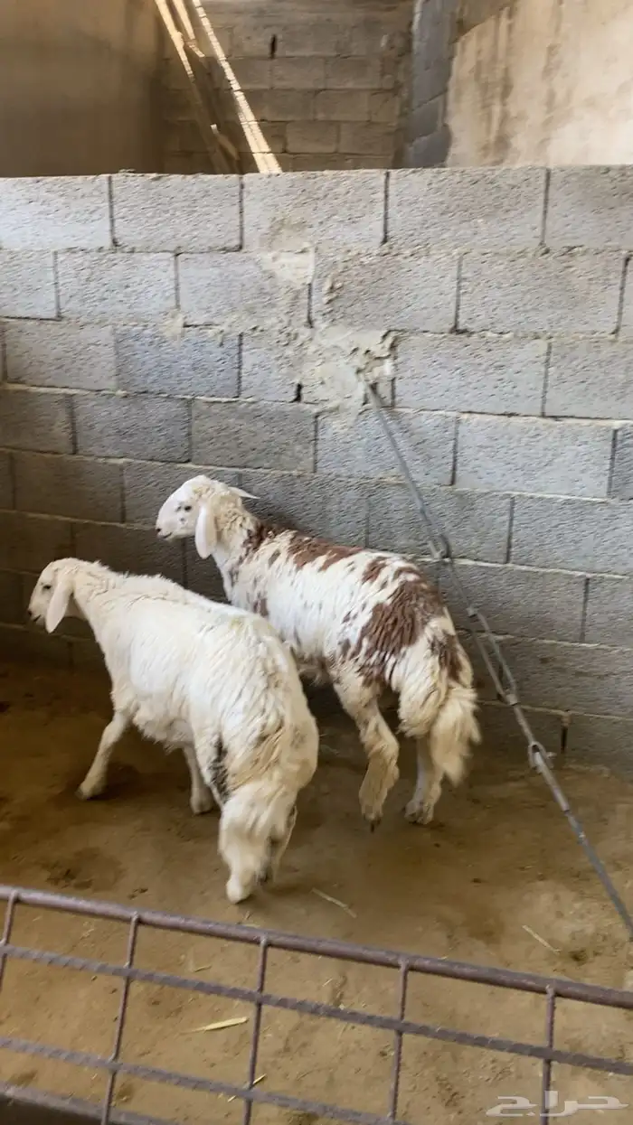 طليان حرية 2