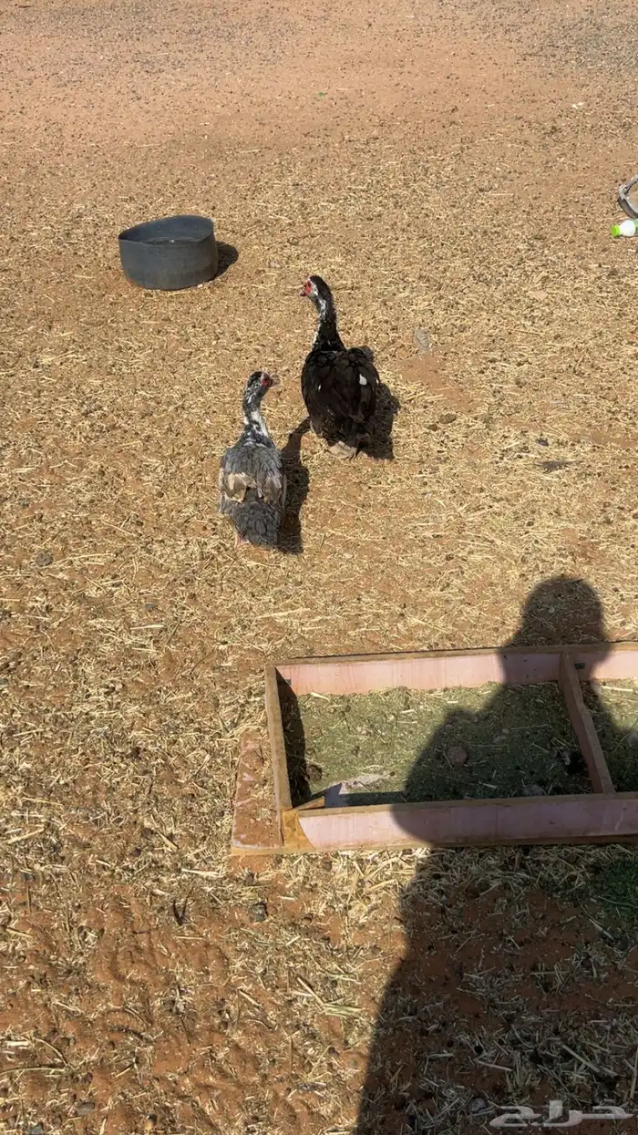للبيع بط سوداني 1