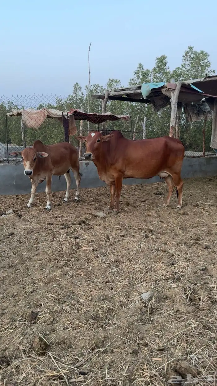 بقر ولد ودفاع للبيع 0