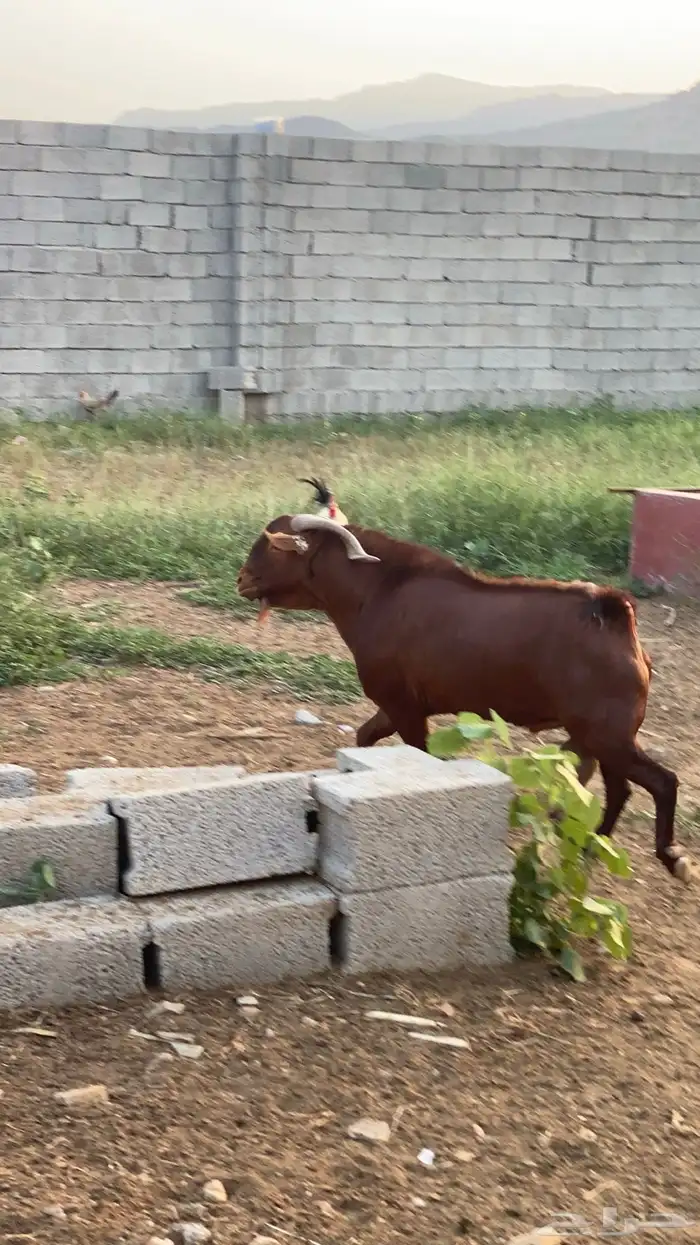 فحل ادهم محايلي فاخر 3
