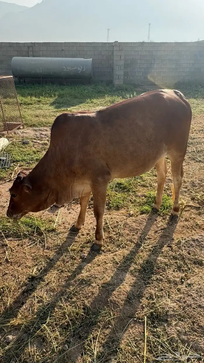 بقره 1