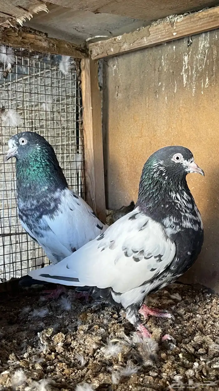 حمام بكستاني 8