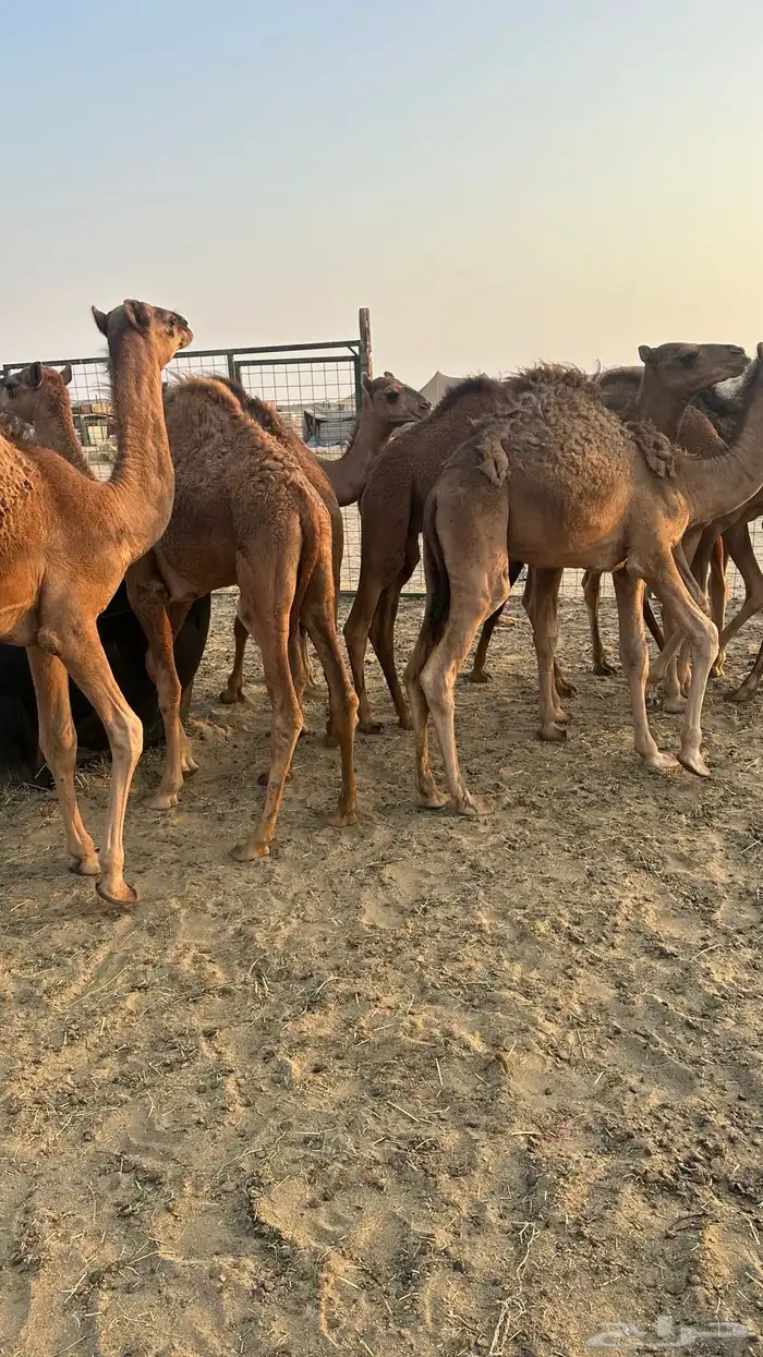 قعدان بلدي للبيع 2