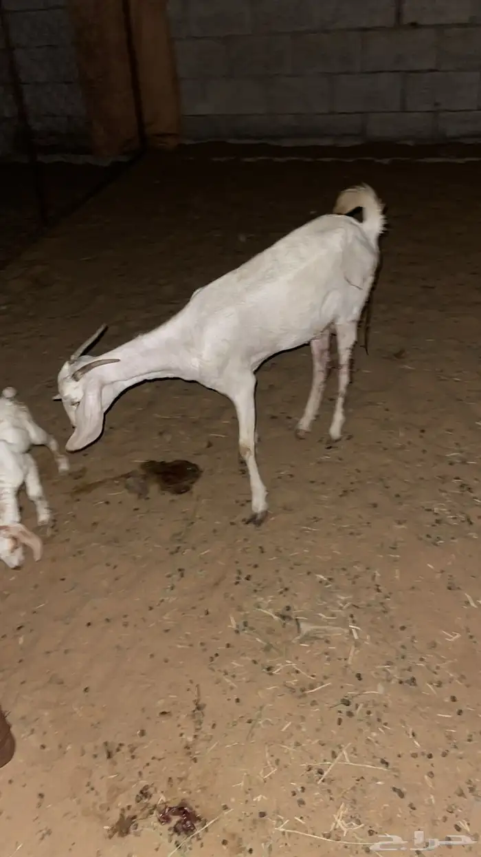 عند والد تحتها صخل ذكر برصا السن اول ولده لها 1