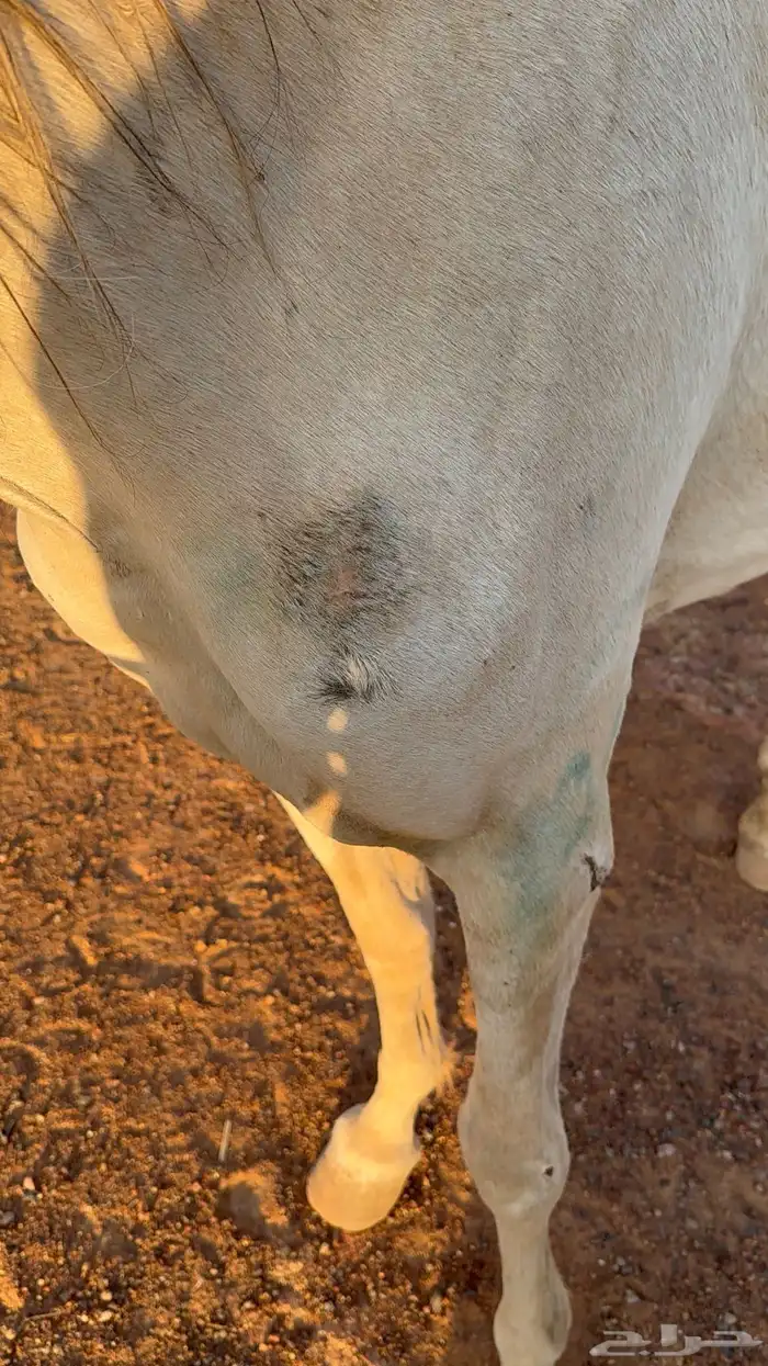 فرس عمرها 4 كفو للبيع عليها مهر ولقاح 9