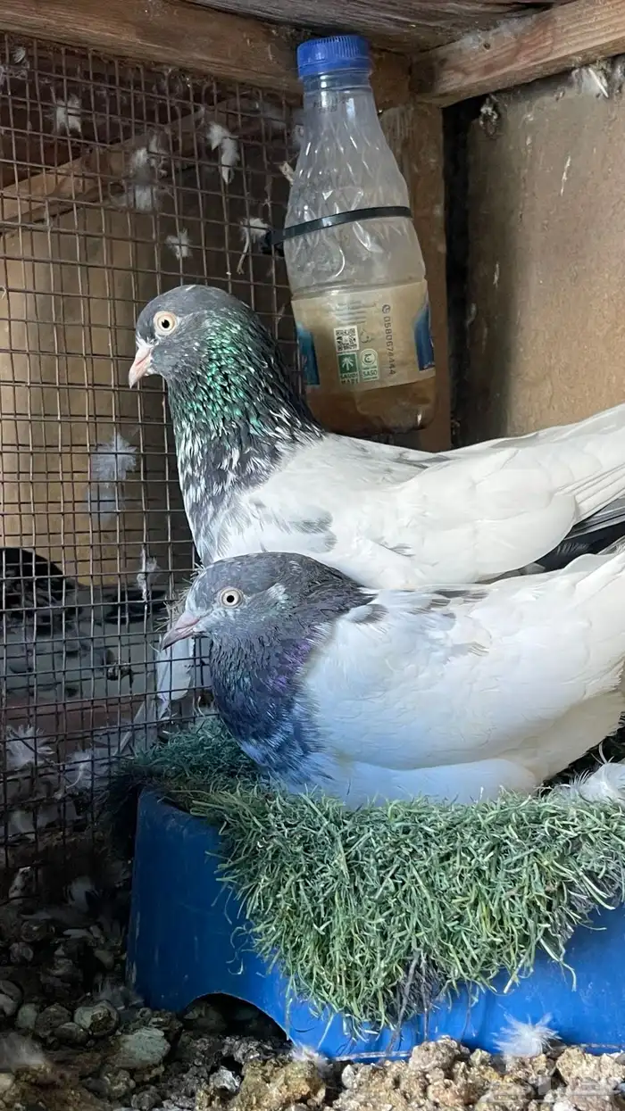 حمام بكستاني 4