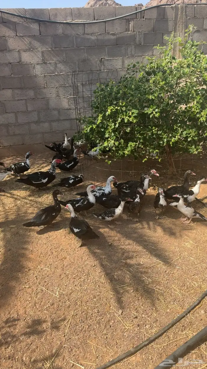 بط سوداني 1