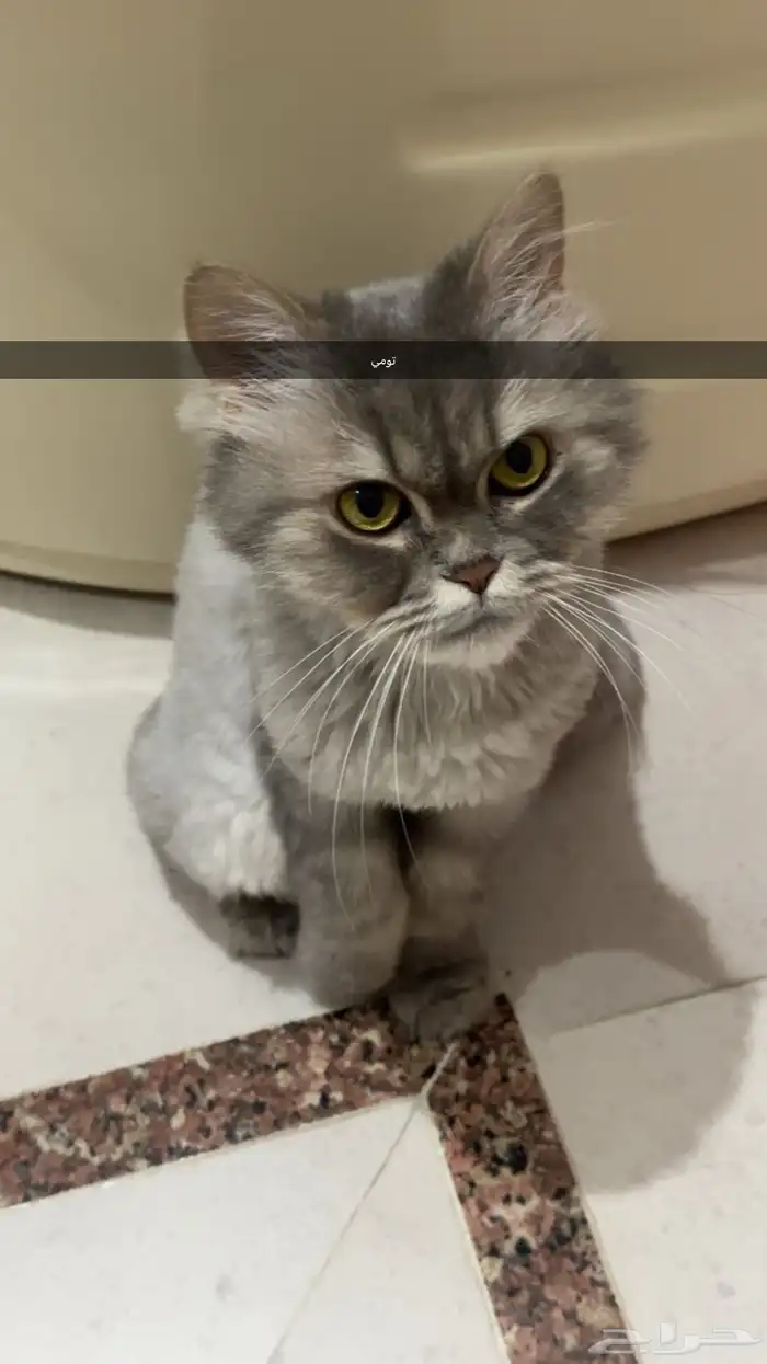 قطط للتبني 0