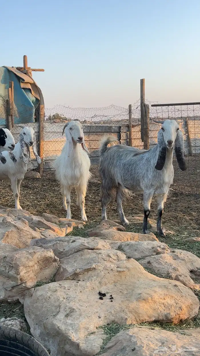 معزاء مشاريك دفيع 6