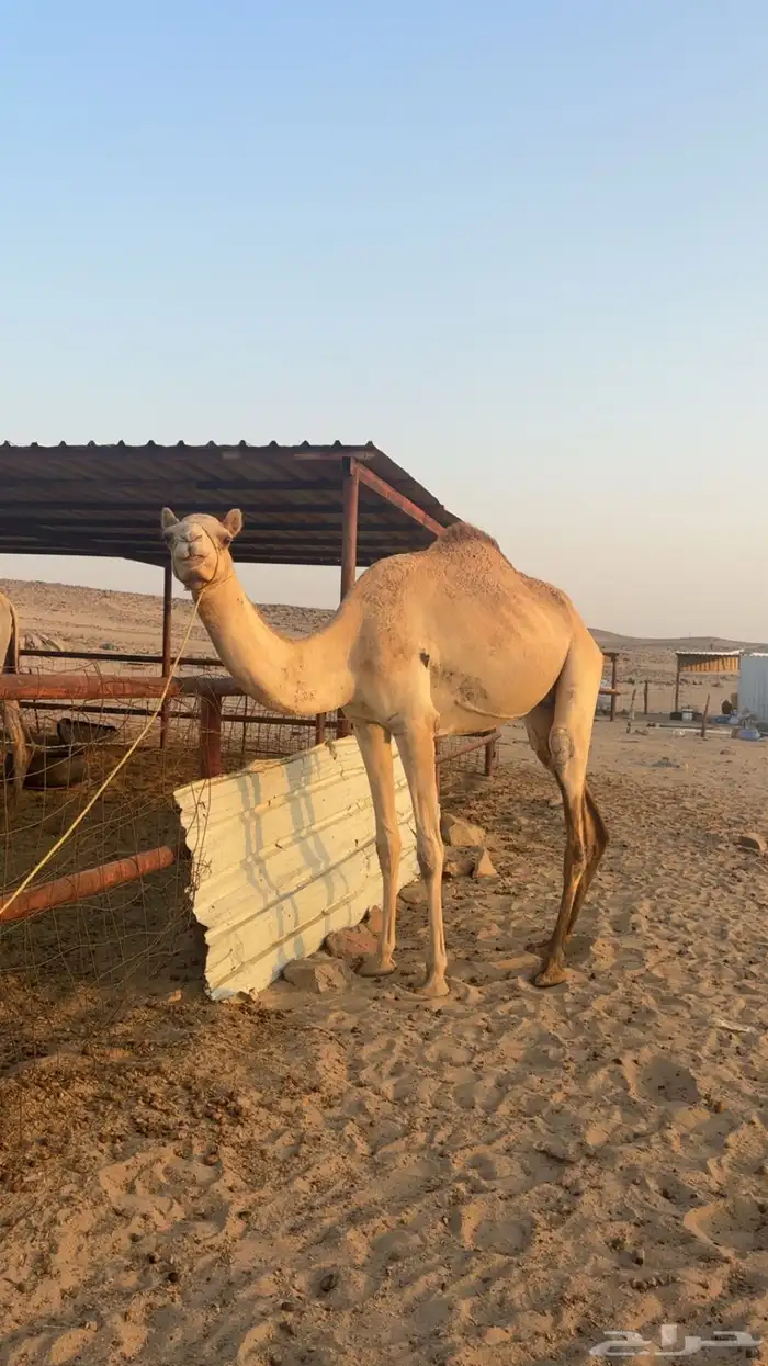 بكره جذعه 0