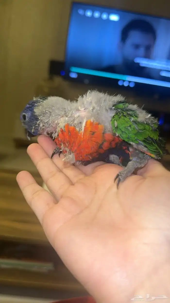 فرخ ببغاء لوري رينبو 4