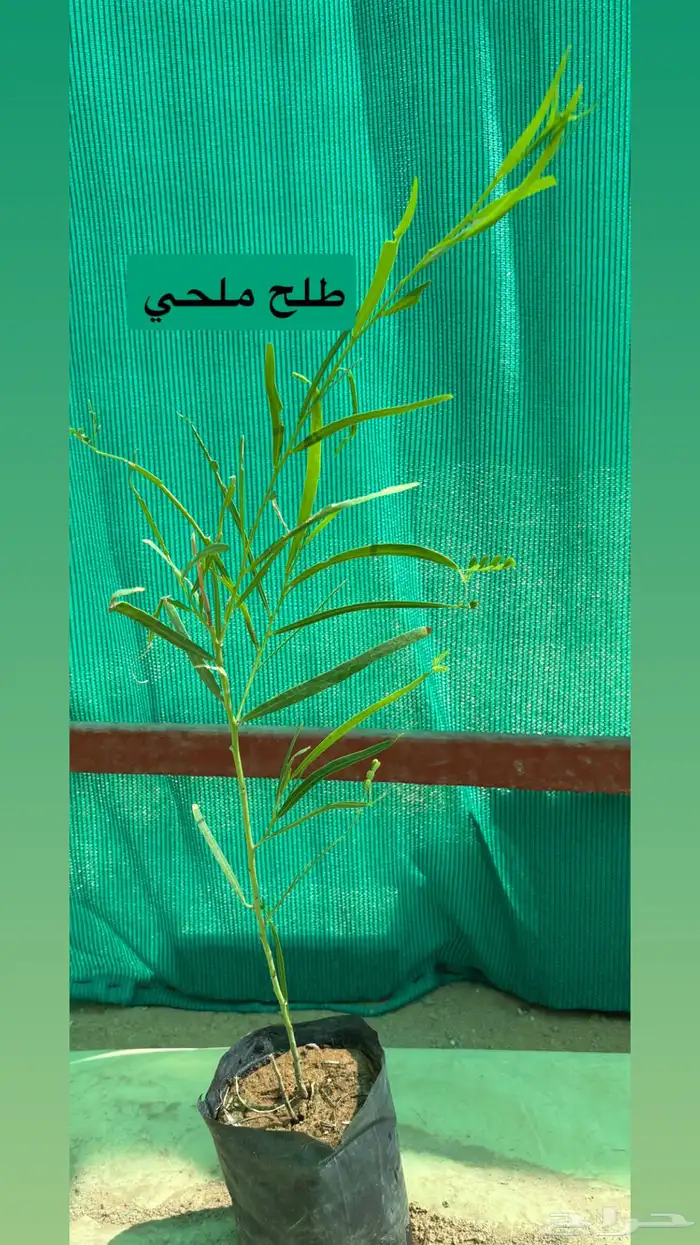 شتلات للبيع 2