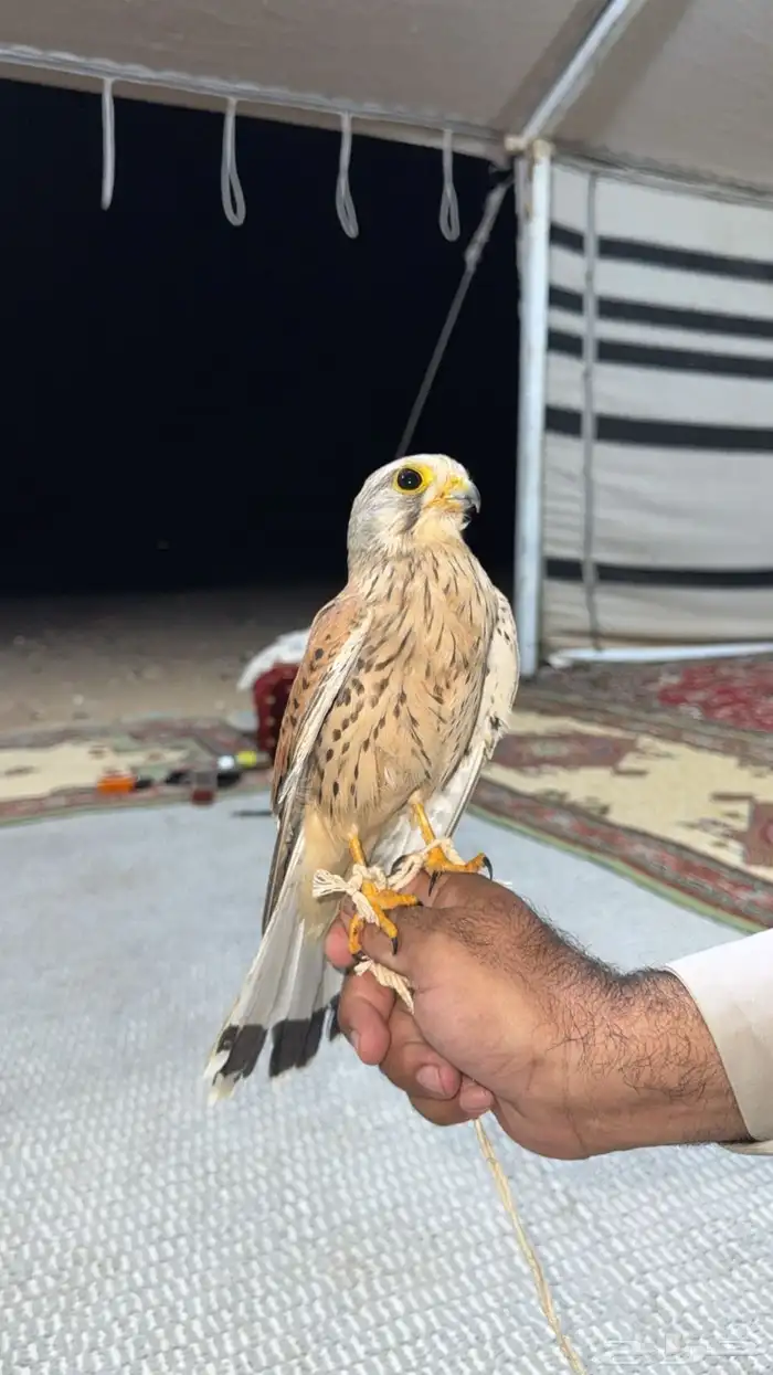 باشق باشق او شبوط 1