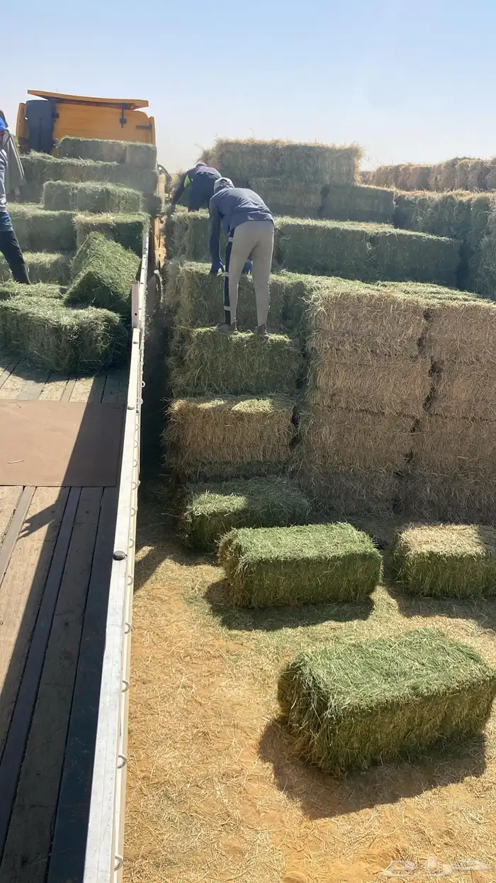 اعلاف برسيم 1