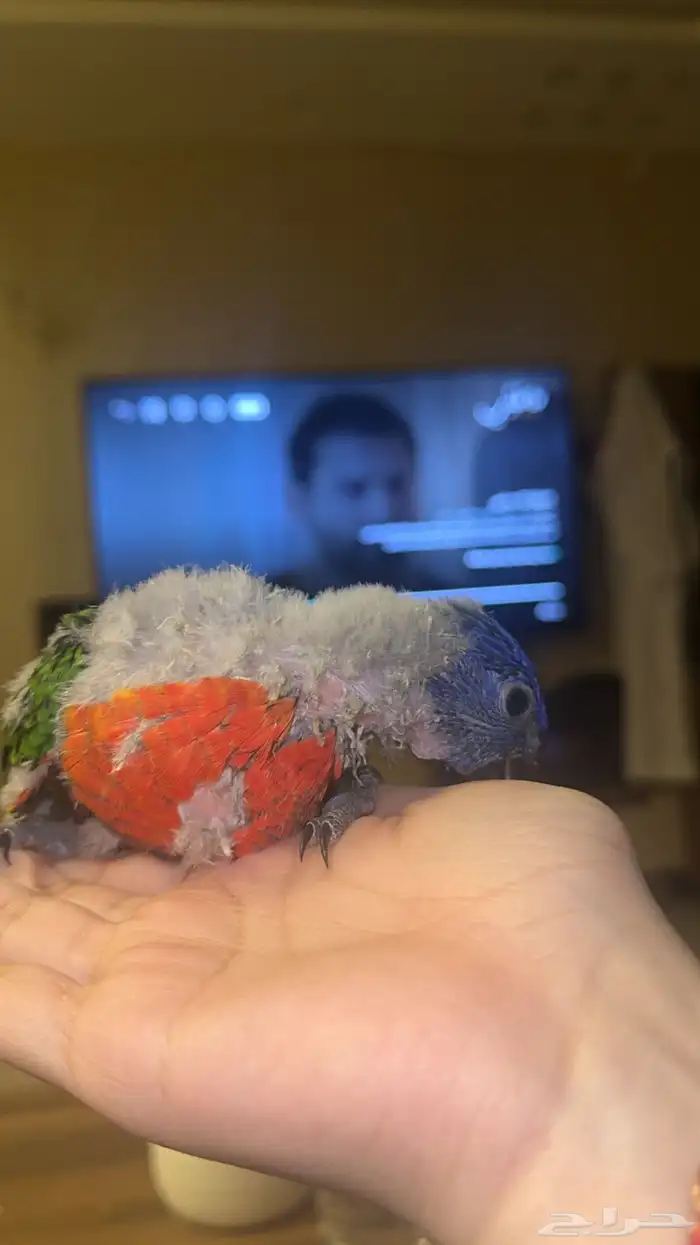 فرخ ببغاء لوري رينبو 0