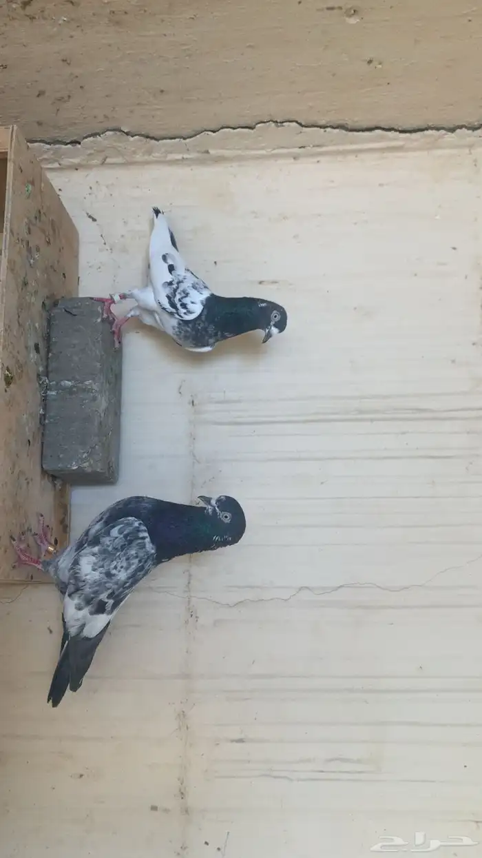 جوز باكستاني تيدي 3