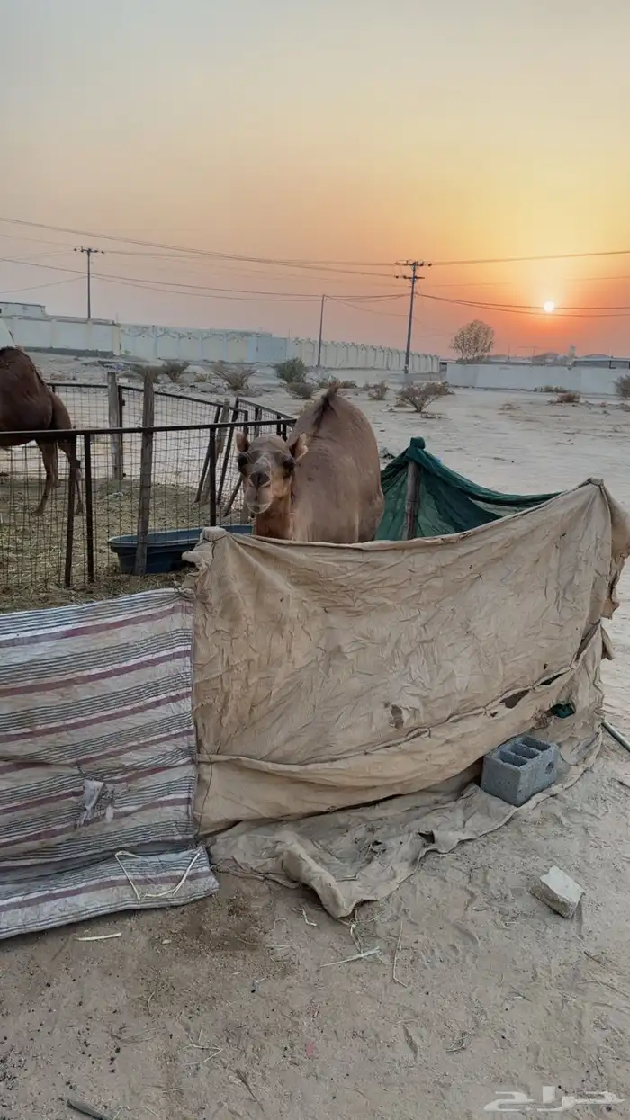 ناقه ساحليه بولدها 2